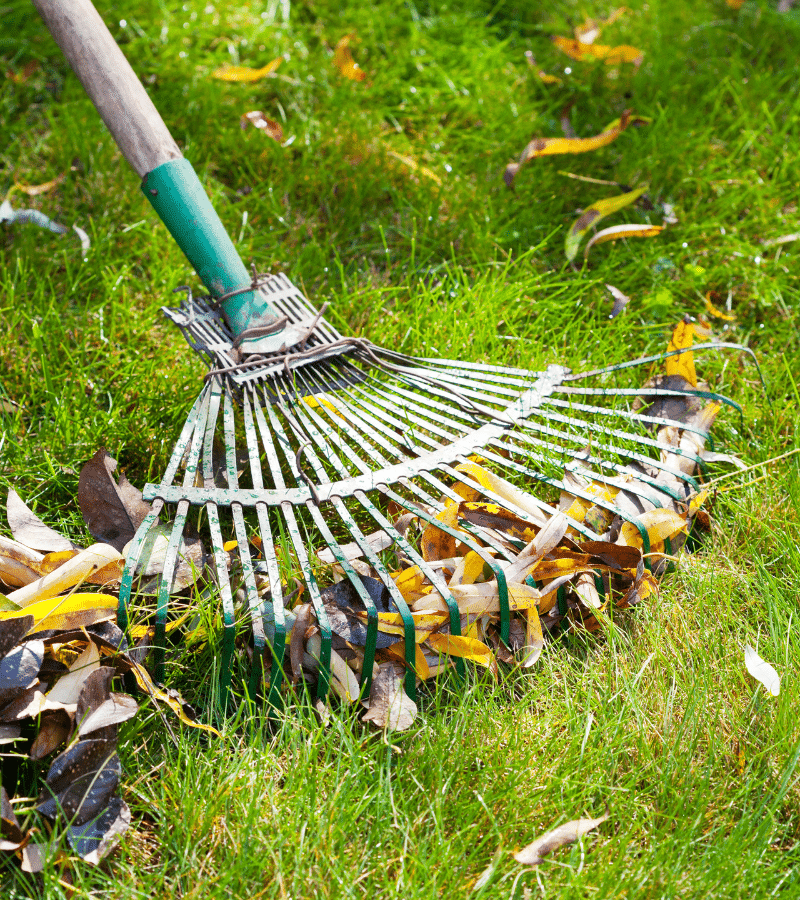 Best Leaf Removal Company in Fairfield CT